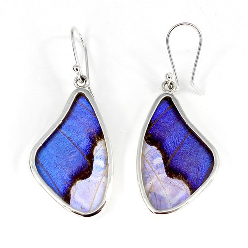 BUTTERFLY WING LARGE MORPHO/SULKOWSKY SILVER EARRINGS