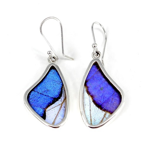 BUTTERFLY WING MEDIUM MORPHO/SULKOWSKY SILVER EARRINGS