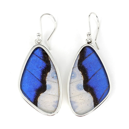 XL BUTTERFLY WING MORPHO/SULKOWSKY SILVER EARRINGS