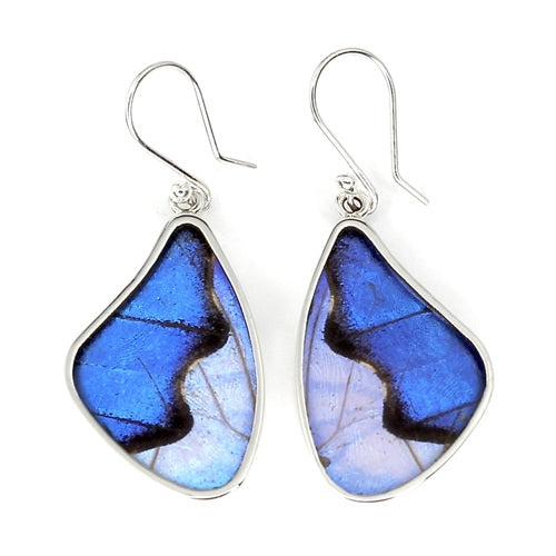 LARGE BUTTERFLY WING MORPHO/SULKOWSKY SILVER EARRINGS