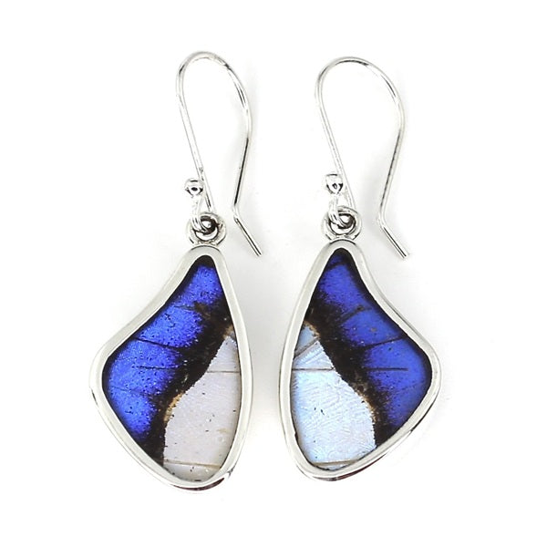 SMALL BUTTERFLY WING MORPHO/SULKOWSKY SILVER EARRINGS