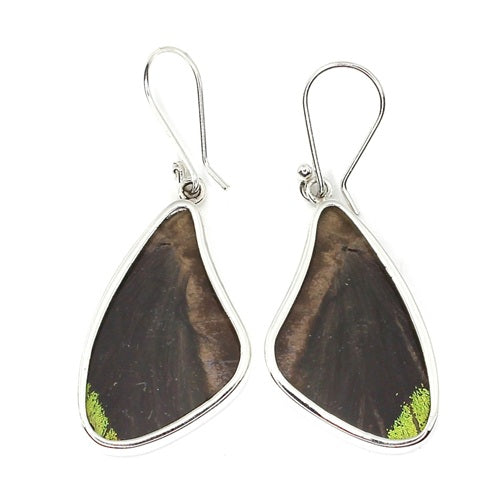 LARGE BUTTERFLY SHAPED WING MORPHO & URANIA RIPHEUS "A" SILVER EARRINGS