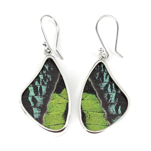 LARGE BUTTERFLY WING RIPHEUS / RIPHEUS SILVER EARRINGS