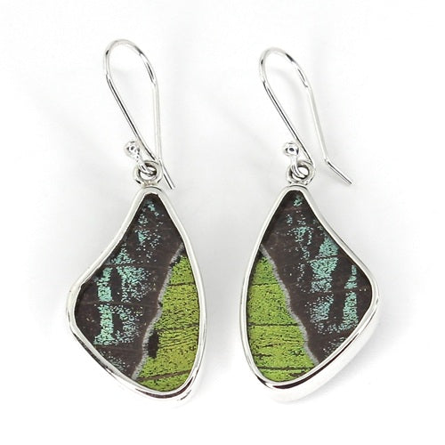 MEDIUM BUTTERFLY WING RIPHEUS / RIPHEUS SILVER EARRINGS