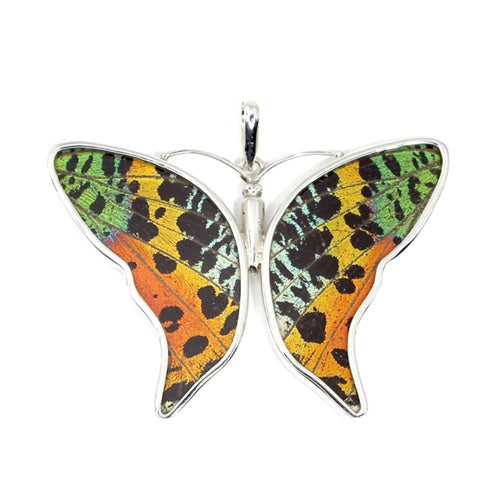 LARGE BUTTERFLY URANIA RIPHEUS SILVER PENDANT