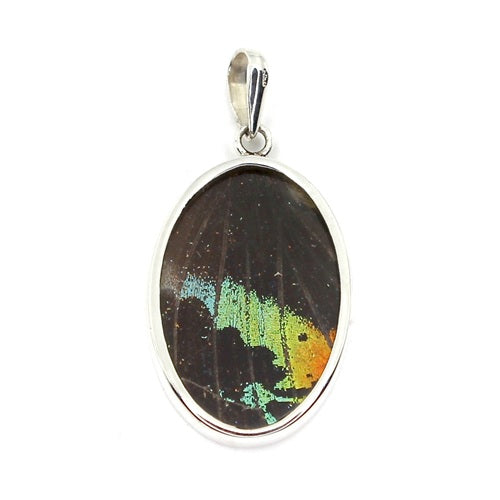 MEDIUM OVAL BUTTERFLY WING URANIA RIPHEUS SILVER PENDANT