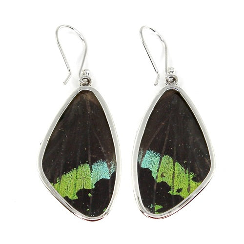XL BUTTERFLY WING URANIA RIPHEUS SILVER EARRINGS