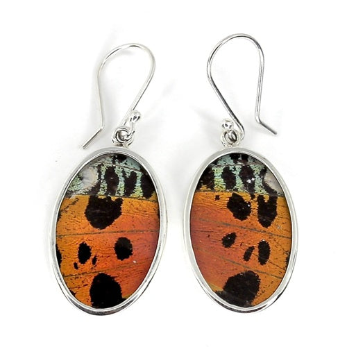 MEDIUM OVAL BUTTERFLY WING URANIA RIPHEUS SILVER EARRINGS